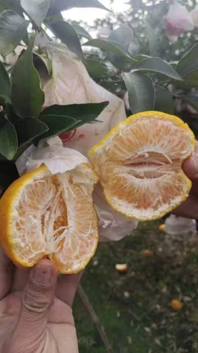 【质量保证】春见耙耙柑酸甜可口价格面议尽快咨询