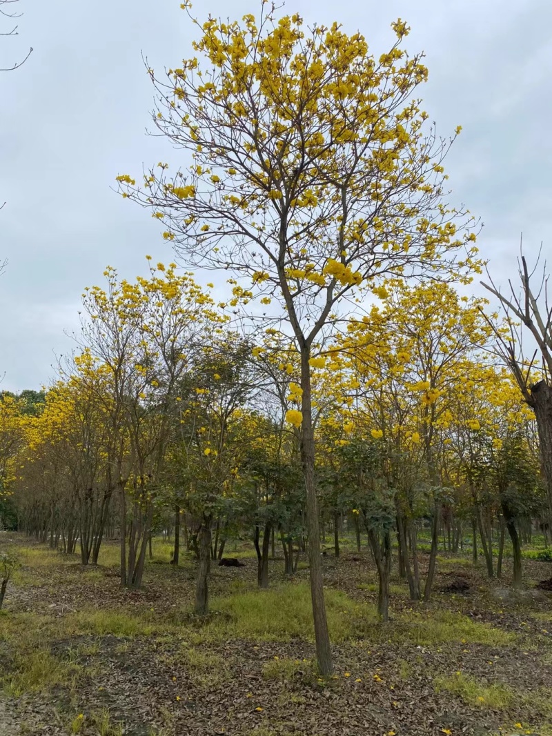 成都黄花风铃木8公分10公分12公分15公分