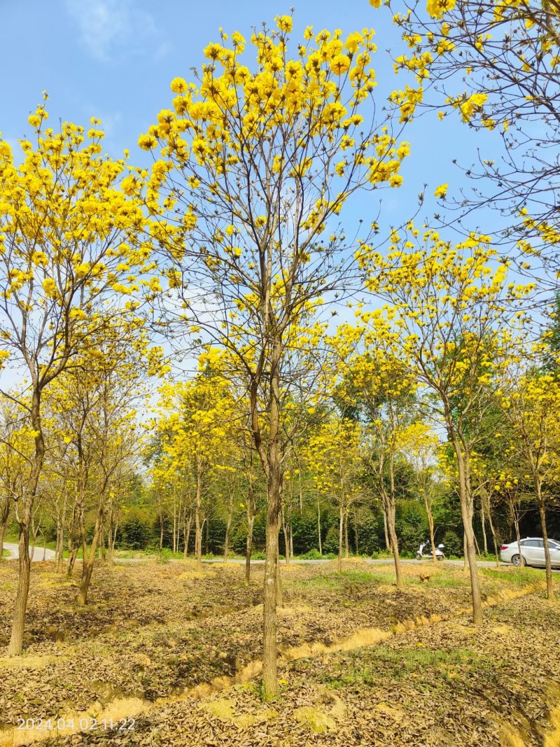 成都黄花风铃木8公分10公分12公分15公分