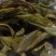 茶绿茶大树茶绿茶，老树绿茶口感好价格美，欢迎咨询