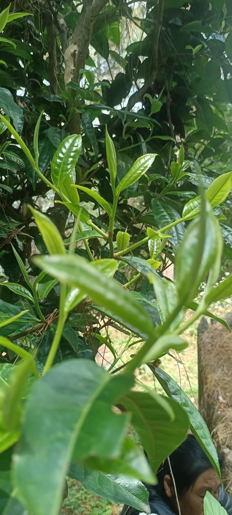 茶绿茶大树茶绿茶，老树绿茶口感好价格美，欢迎咨询