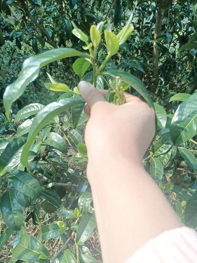 茶绿茶大树茶绿茶，老树绿茶口感好价格美，欢迎咨询
