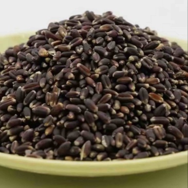 黑小麦
