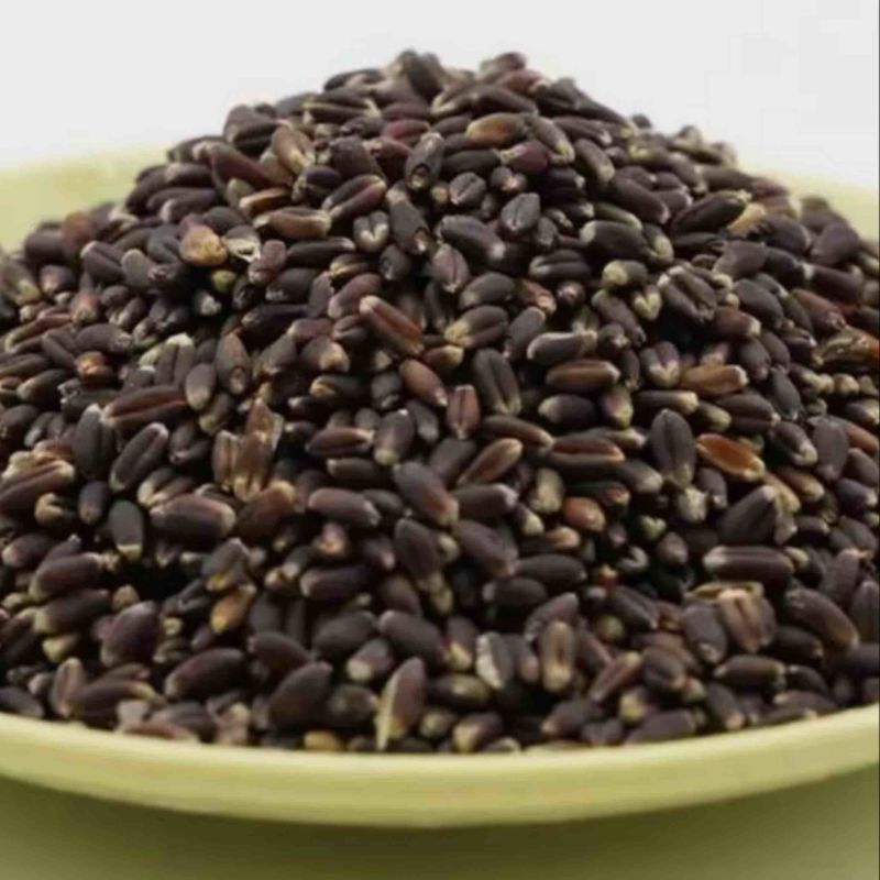 黑小麦
