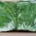 荠荠馅速冻荠菜馅饺子包子馄饨馅