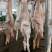 老鸭