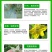 蓟马专用药茄子辣椒瓜果蔬菜黑蓟马花蓟马等