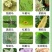 蓟马专用药茄子辣椒瓜果蔬菜黑蓟马花蓟马等
