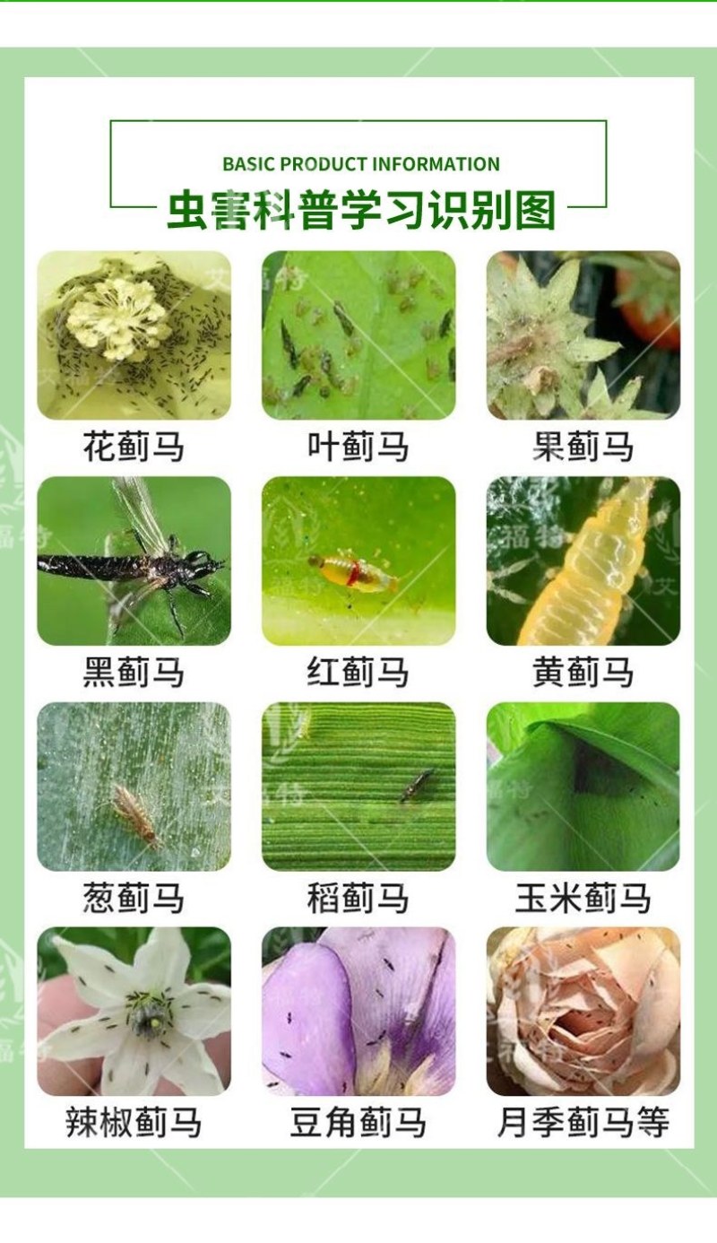 蓟马专用药茄子辣椒瓜果蔬菜黑蓟马花蓟马等