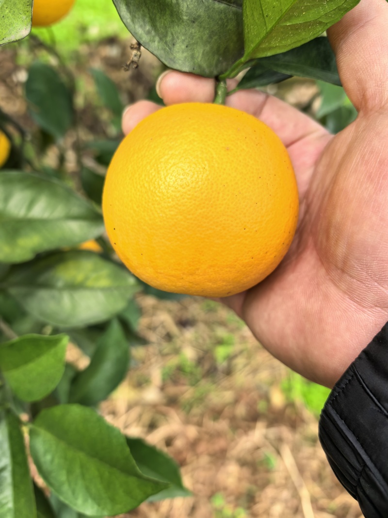 麻阳冰糖橙