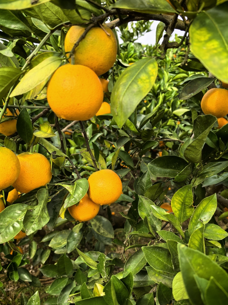 麻阳冰糖橙