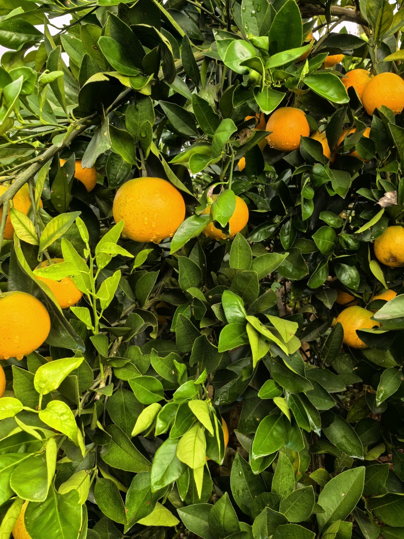 麻阳冰糖橙