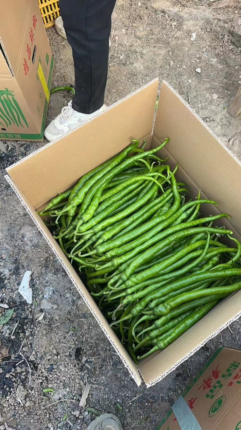 3号线椒，8号线椒，螺线椒，二荆条，一手货源，大量现货