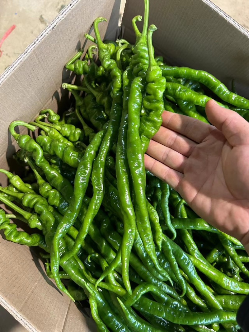 3号线椒，8号线椒，螺线椒，二荆条，一手货源，大量现货