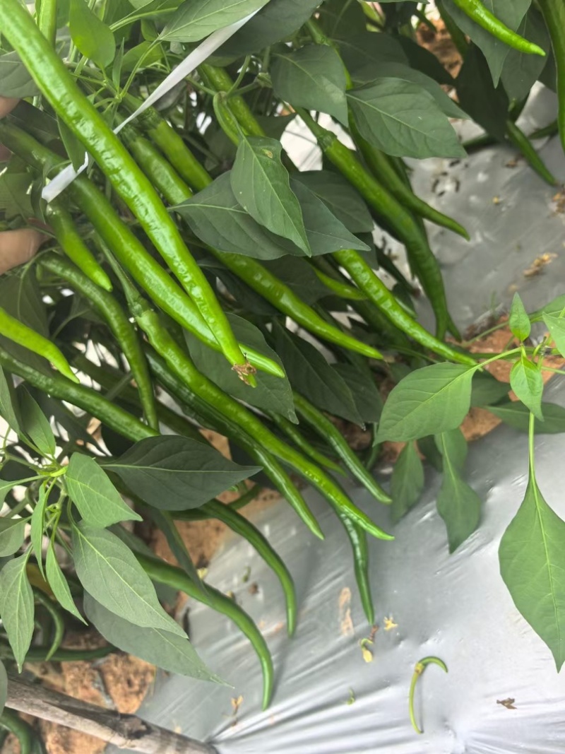 3号线椒，8号线椒，螺线椒，二荆条，一手货源，大量现货
