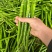 3号线椒,8号线椒,螺线椒,二荆条,一手货源,大量现货