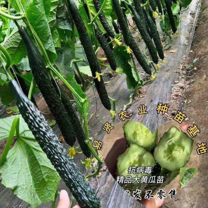 密刺大黄瓜苗强雌油亮大黄瓜苗带瓜能力强抗病毒