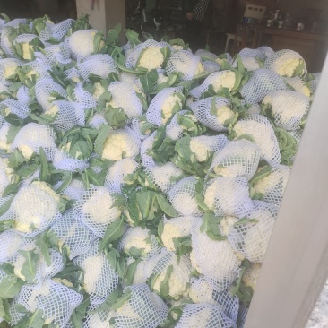 河南开封通许菜花，全国一件代发，货源稳定，全国发货