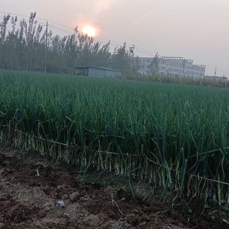长白大葱菏泽安兴训修家庭农场十亩