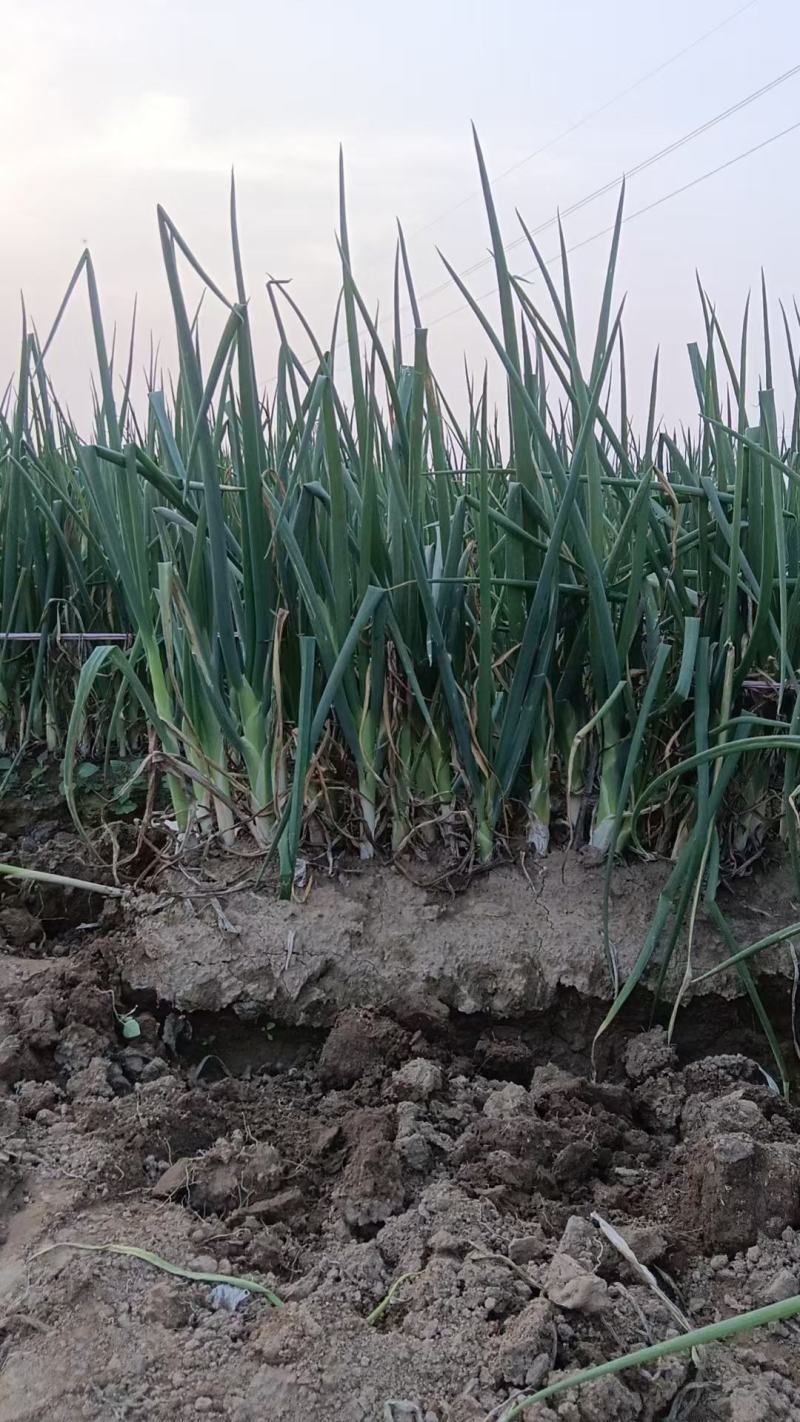 长白大葱菏泽安兴训修家庭农场十亩
