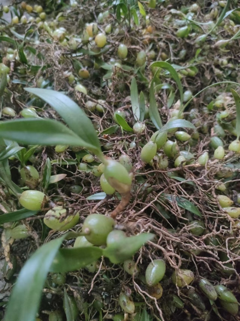软叶双叶小果石橄榄