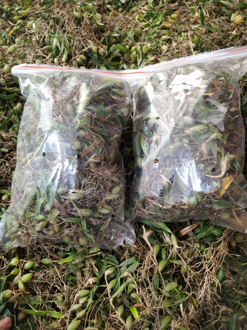软叶双叶小果石橄榄