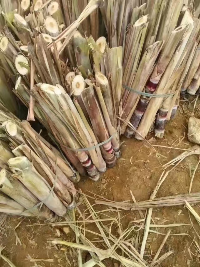 黑皮/甘蔗种苗，博白甘蔗品质保证，支持视频看