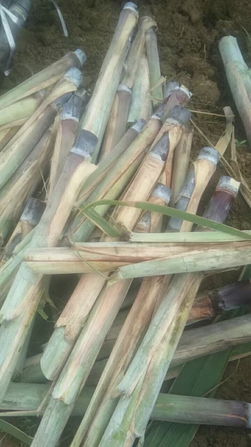 黑皮/甘蔗种苗，博白甘蔗品质保证，支持视频看