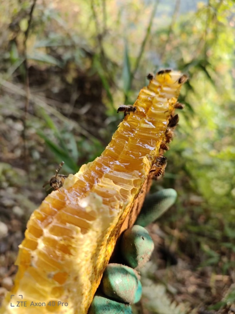云南土蜂蜜压榨