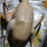 东北大鹅300天