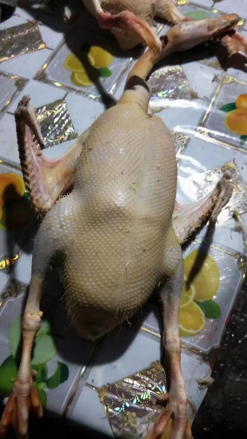 东北大鹅300天
