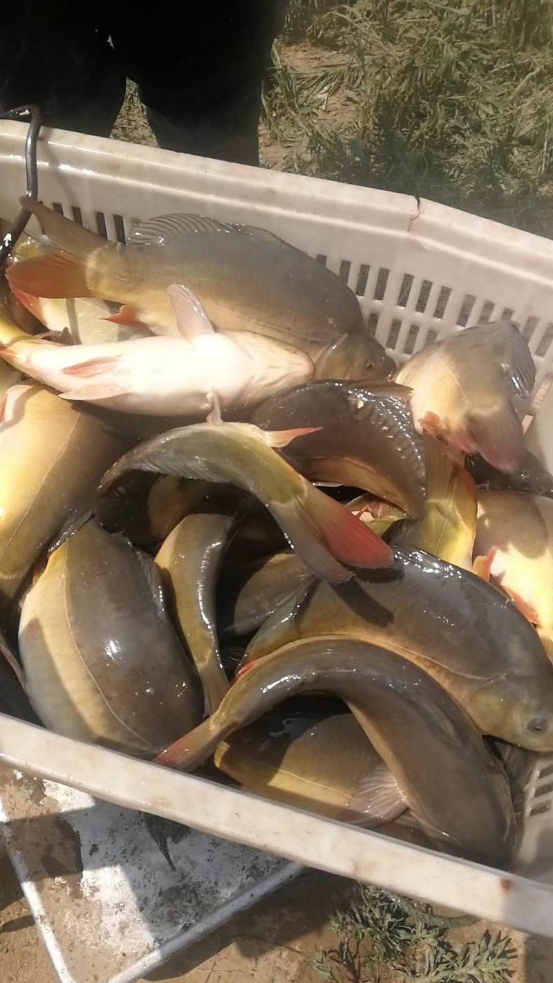 裸鲤，框鲤，三道鳞，保质保量！！！！！！！！！！！！