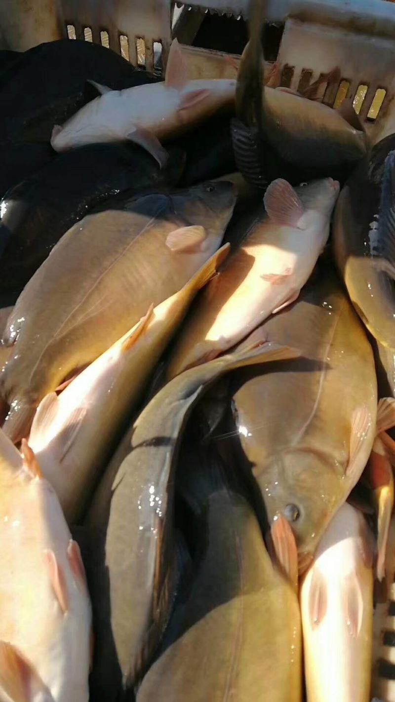 裸鲤，框鲤，三道鳞，保质保量！！！！！！！！！！！！