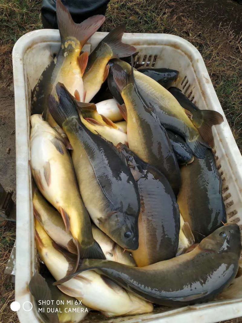 裸鲤，框鲤，三道鳞，保质保量！！！！！！！！！！！！