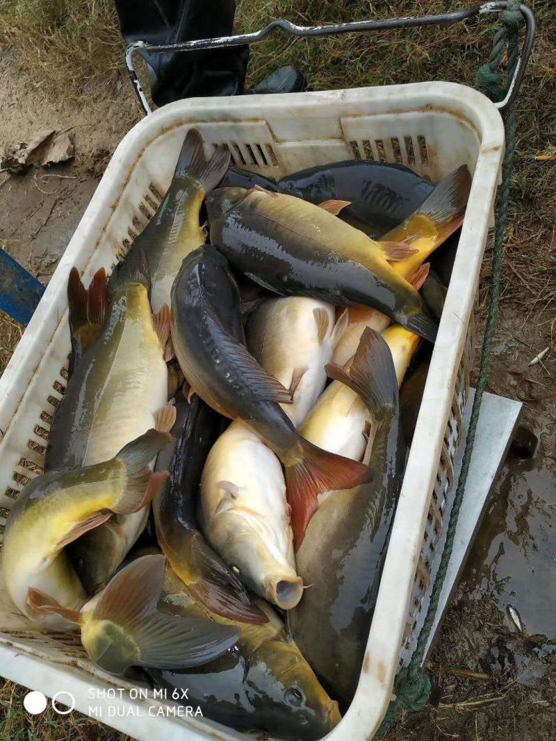 裸鲤，框鲤，三道鳞，保质保量！！！！！！！！！！！！