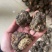 黑玛卡，规格齐全，一手货源，质量保证，量大价优