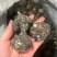 黑玛卡，规格齐全，一手货源，质量保证，量大价优