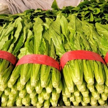 油麦菜河北精品油麦菜青油麦菜承接商超电商配货代发