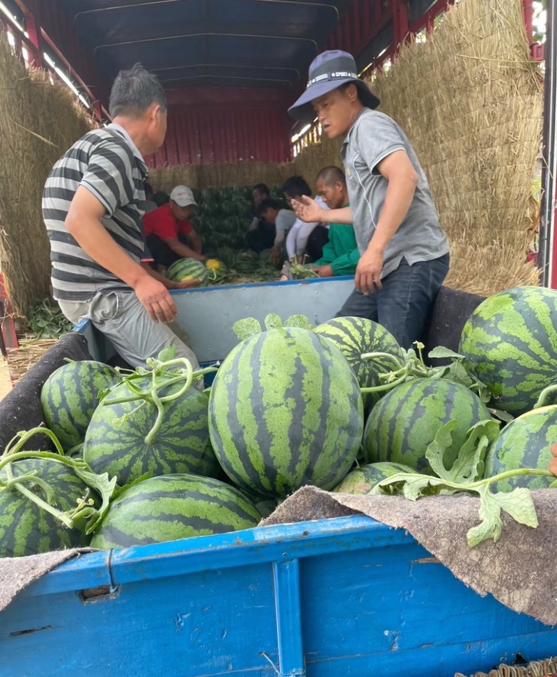 云南口岸甜王西瓜包熟包甜品质保证价格可谈