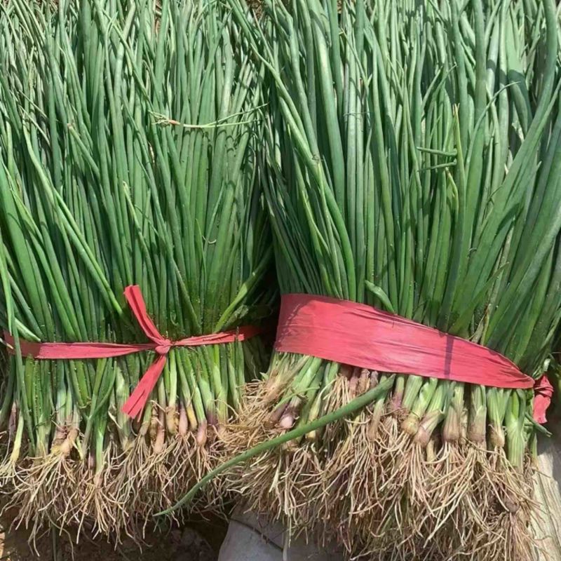 聊城二红洋葱苗