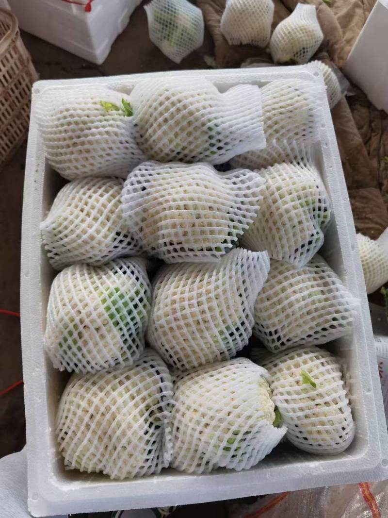 松花菜河北有机菜花白面散花承接商超配货净菜加工