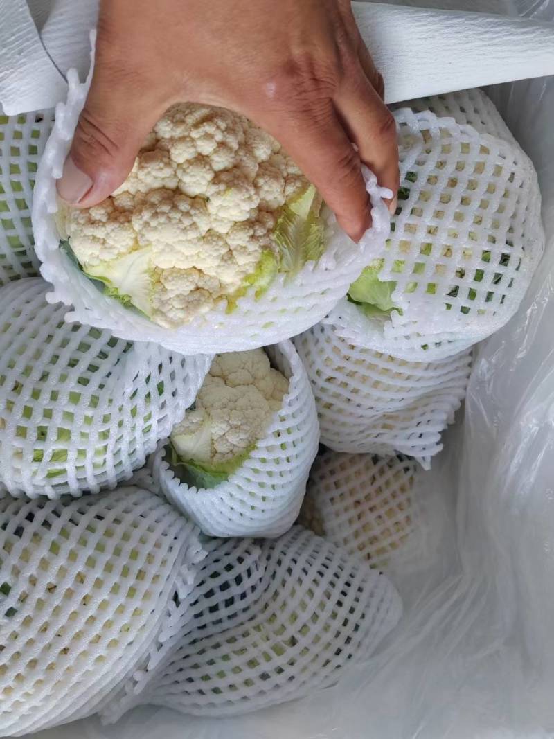 松花菜河北有机菜花白面散花承接商超配货净菜加工