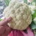 松花菜河北有机菜花白面散花承接商超配货净菜加工