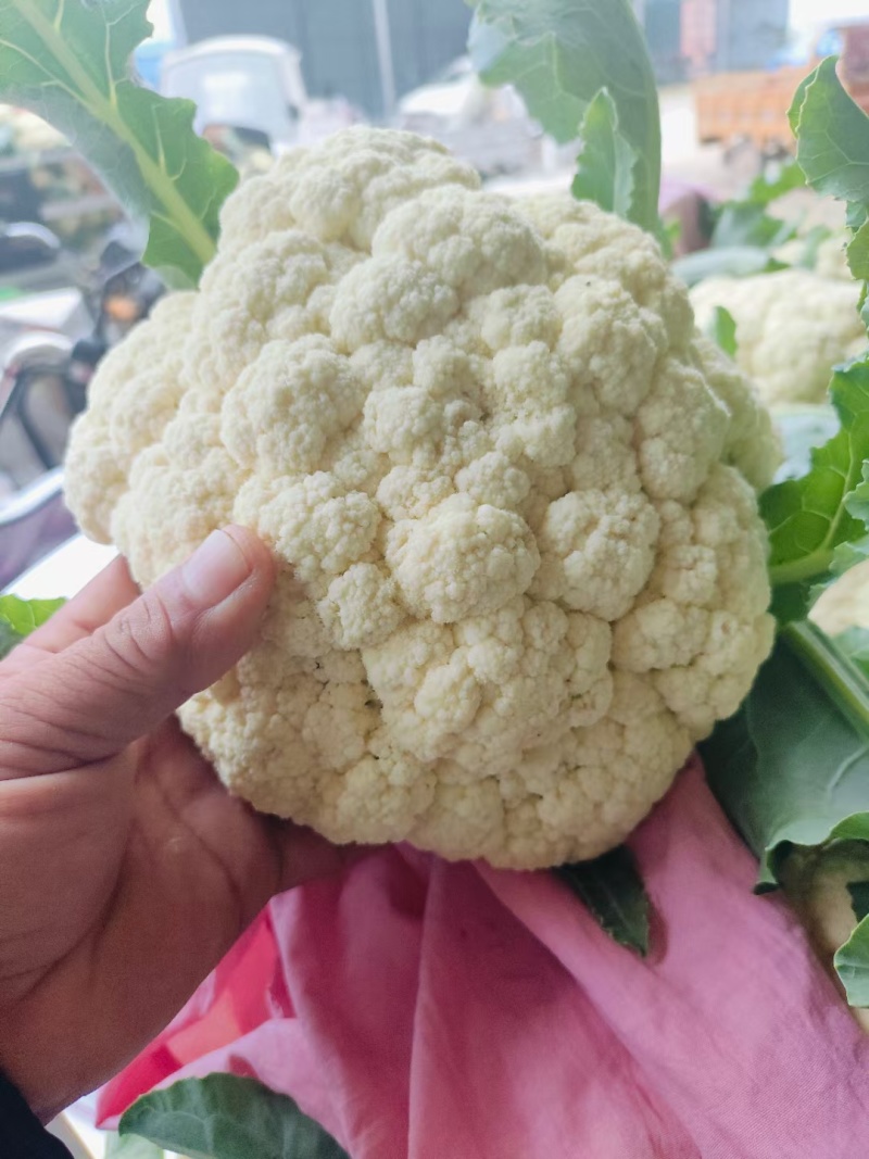 松花菜河北有机菜花白面散花承接商超配货净菜加工