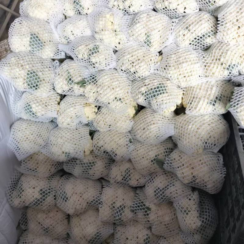 松花菜河北有机菜花白面散花承接商超配货净菜加工