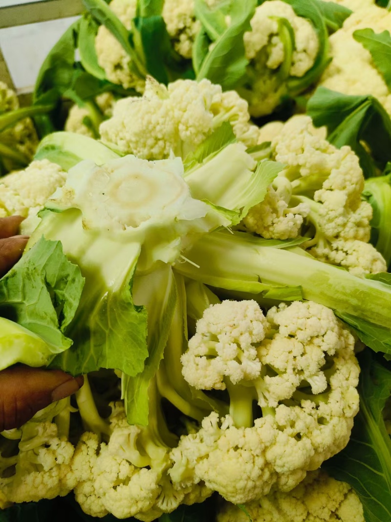 松花菜河北有机菜花白面散花承接商超配货净菜加工