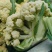 松花菜河北有机菜花白面散花承接商超配货净菜加工