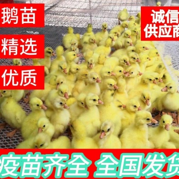 大品种白鹅苗疫苗齐全全国发货可回收