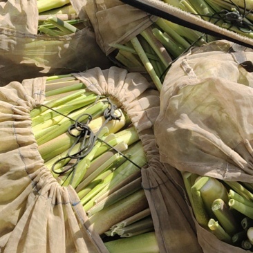 茭白精品，电商有量供应