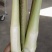 茭白精品，电商有量供应